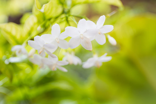 Image of the Wrightia religiosa flower close up.