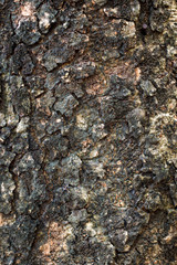 Old black wood bark close up background.