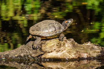 Red Eared slider or Terrapin - Trachemys scripta elegans semiaquatic turtle