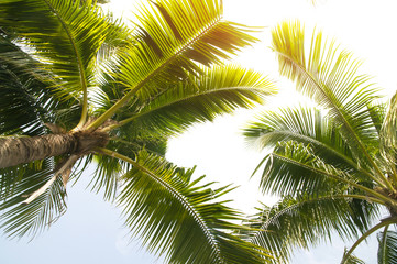 Fototapeta premium Detail of coconut trees with soft light background 
