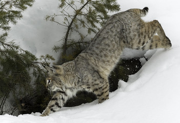 Lynx Hunting