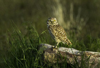 Burrowing Owl