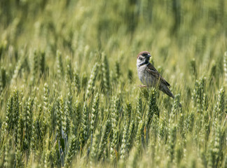 Sparrow
