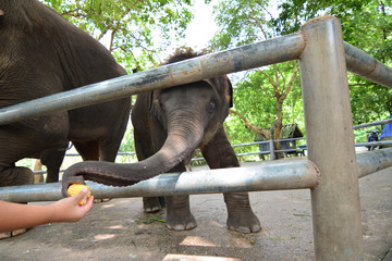 Elephants eat and feeding