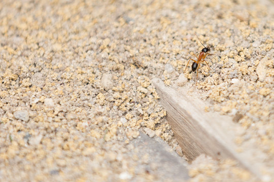 Ant coming out of nest