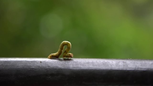 4K Green Geometridae Caterpillar crawling in the wild between the trees of mountain Taiwan. Forest of Manyueyuan, national recreation area Xinbei-Dan