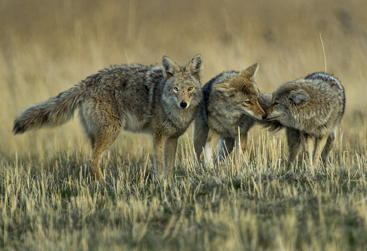 Coyote Meet