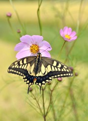 コスモスとアゲハチョウ
