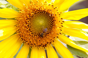 Sunflower 5 bee