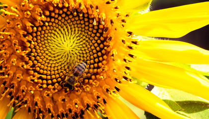 Sunflower 4 bee