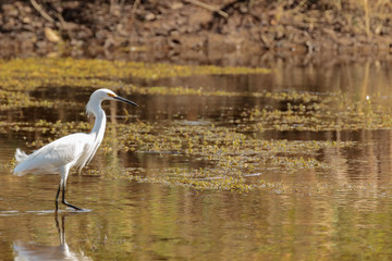 Great White Heron