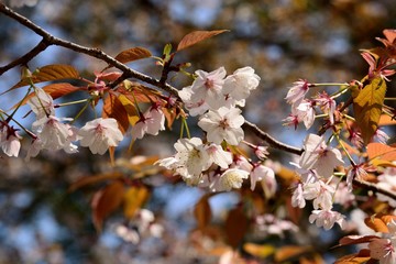 南立石公園の山桜
