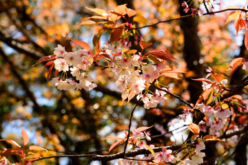 南立石公園の山桜