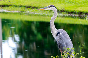 Rainy Morning, Great Blue Heron 2.