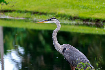 Rainy Morning, Great Blue Heron.