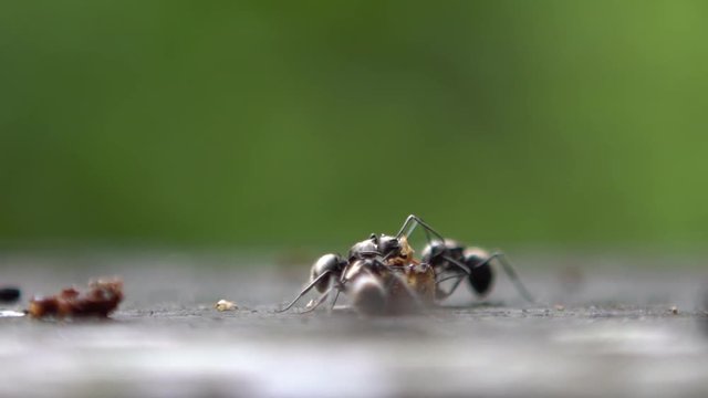 Macro slow motion group of ant Polyrhachis latona attacking and eating a caterpillar wild of forest Taiwan. Slow-mo of lots big ants troop carry dead bug to nest for food. Closeup colony formicary-Dan