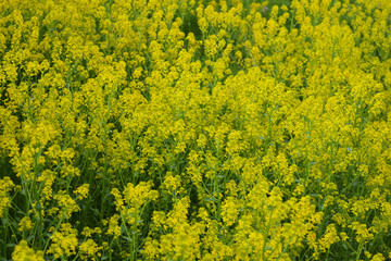 Obraz premium 菜の花