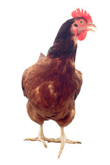 brown hen isolated on white, studio shot