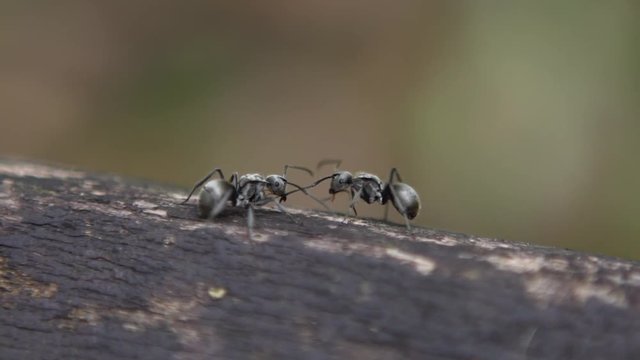 Macro slow motion of two black ants Polyrhachis latona having a serious battle against each other. Closeup of fighting in the wild of forest at Taiwan. Slow-mo of fight among insects.-Dan