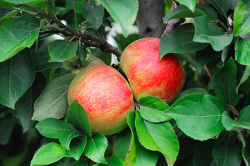 red apples on the tree