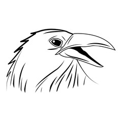 crow, raven or corvus bird vector illustration
