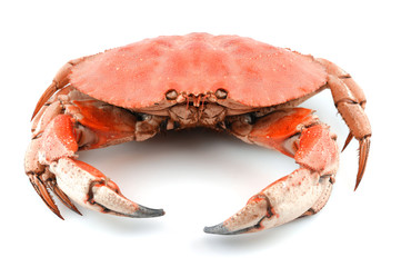 single steamed crab isolated on white background