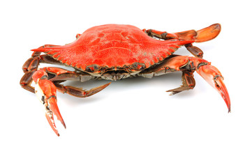 single steamed crab isolated on white background