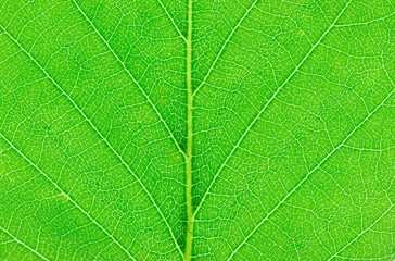close up on green leaf texture background