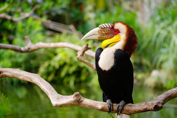 Male wreathed horbill