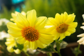 Yellow flower background 