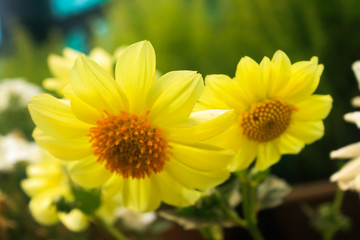 Obraz premium Yellow flower background 