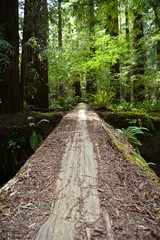 Fallen Log in Redwood Forest California