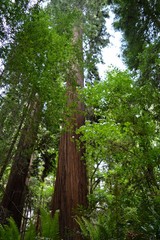 Obraz premium Redwood Tree California