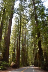 Tall Redwood Trees