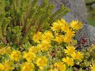 Dickblattgewächse, Crassulaceae, Gelbe Blüten