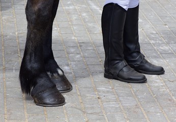 hooves with horseshoes