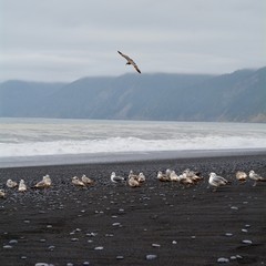 Seagulls at Black Sands Beach