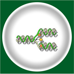 Icon replication DNA on white plate