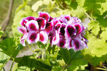 Fototapeta premium Pelargonium royal red flowers with green background