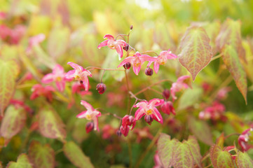 Red Epimedium or barrenwort green plant with pink flowers close up