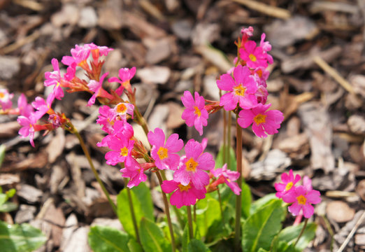Primula rosea pink flowers on ground