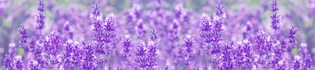 Foto op Aluminium veld lavendel bloemen © lms_lms