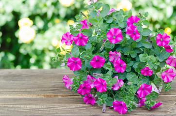 Pink flowering petunia in pot on wood table