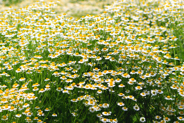 chamomile herb garden