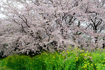 風土記の丘の桜