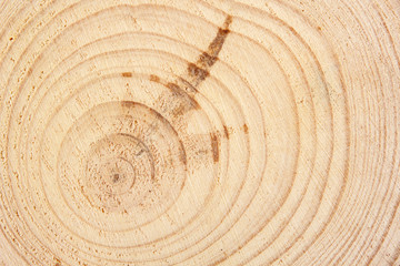 Close up of a tree trunk with aging cicrles