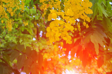 Cassia fistula yellow flower. Golden Shower Tree with branch with sunset light  beautiful background