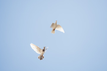 dove roaming around in the sky