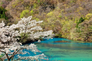 四万湖ブルーと桜