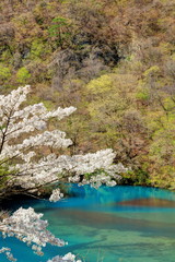 四万湖ブルーと桜